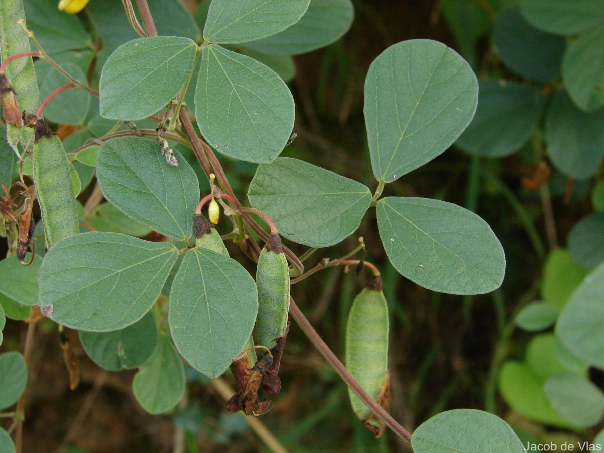 Cajanus albicans (Wight & Arn.) Maesen